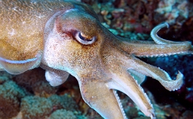 Birmanie - Mergui - 2018 - DSC03218 - Broadclub cuttlefish - Seiche - Sepia latimanus
